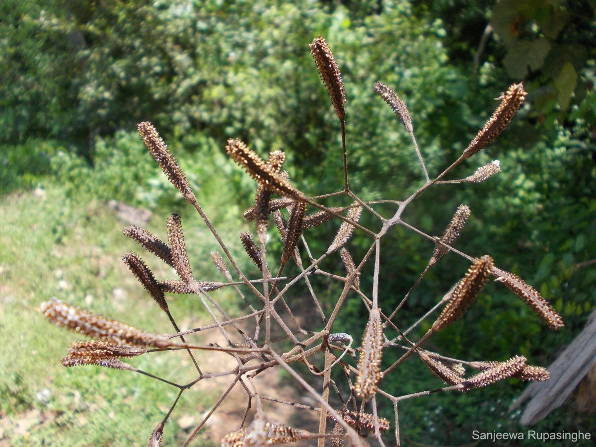 Pisonia aculeata L.